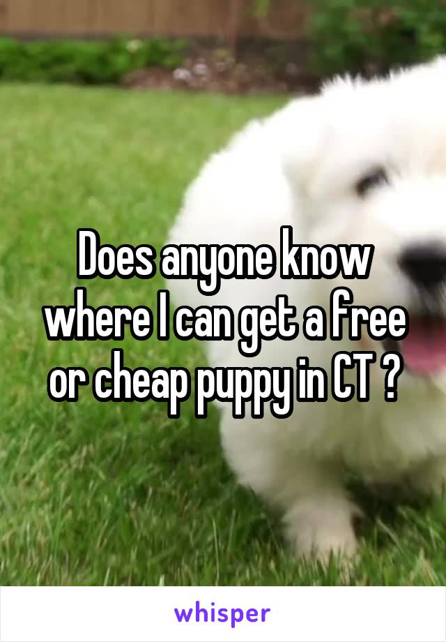 Does anyone know where I can get a free or cheap puppy in CT ?