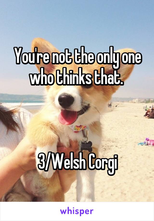 You're not the only one who thinks that. 



3/Welsh Corgi