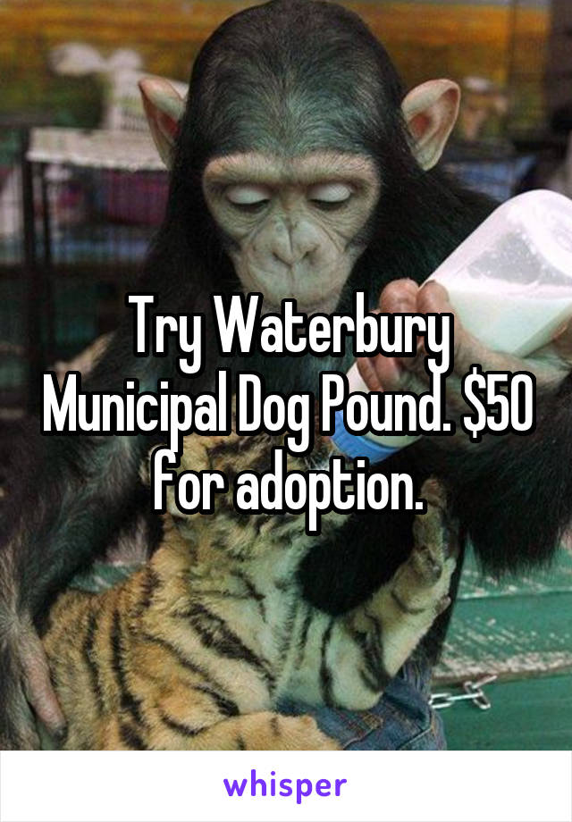 Try Waterbury Municipal Dog Pound. $50 for adoption.