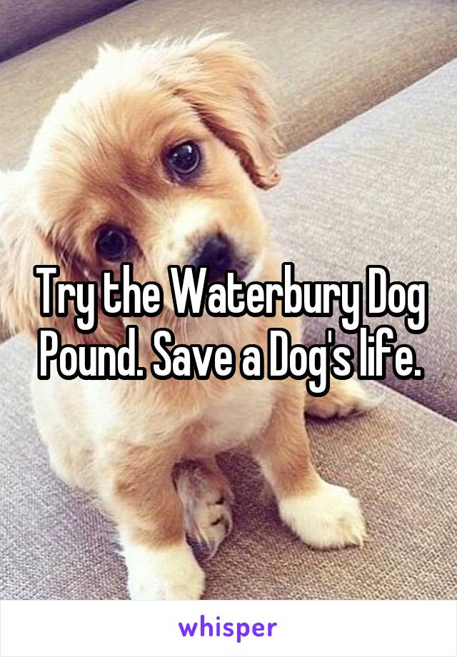 Try the Waterbury Dog Pound. Save a Dog's life.