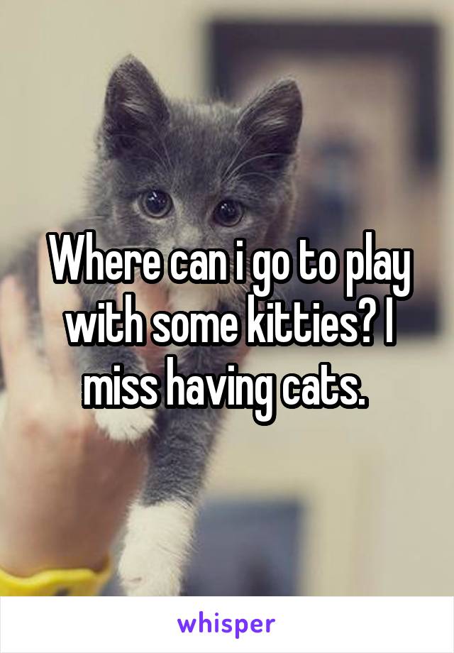 Where can i go to play with some kitties? I miss having cats. 
