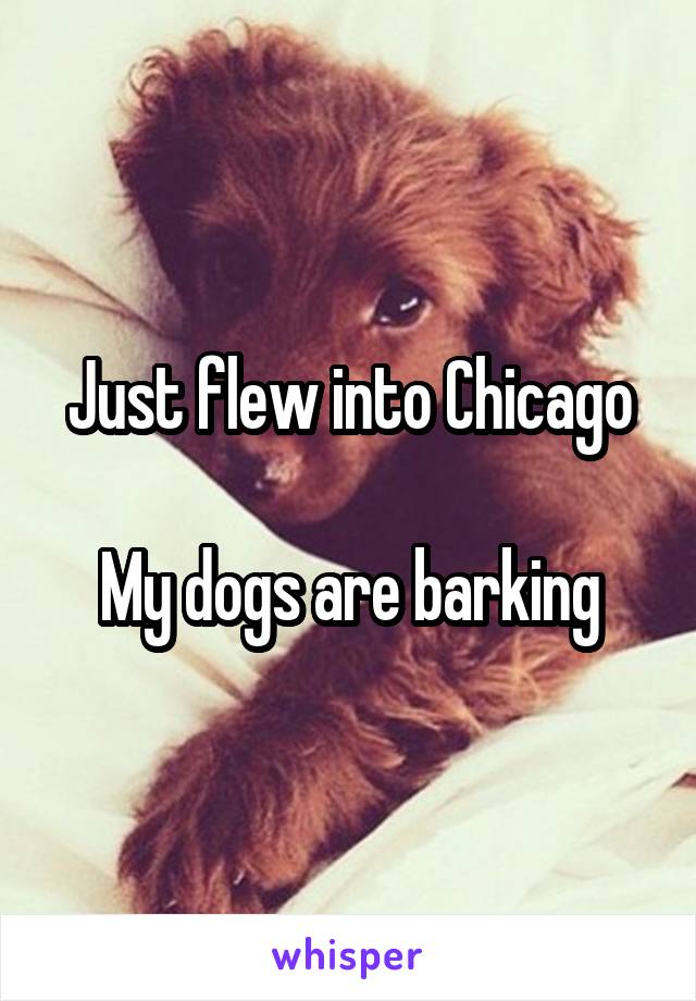 Just flew into Chicago

My dogs are barking