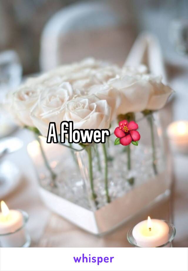A flower 🌺 