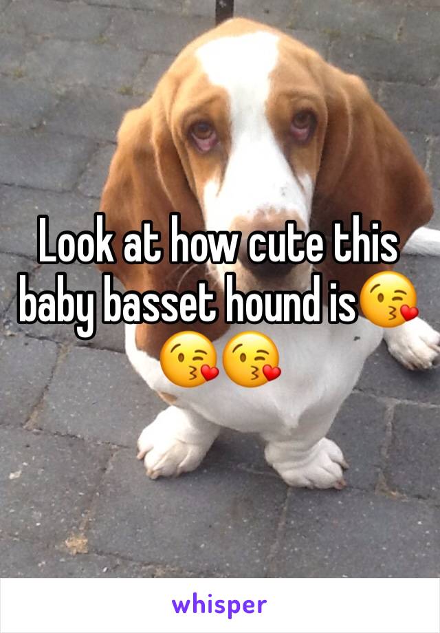 Look at how cute this baby basset hound is😘😘😘