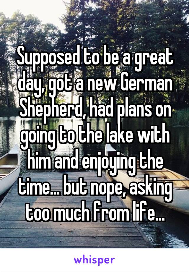 Supposed to be a great day, got a new German Shepherd, had plans on going to the lake with him and enjoying the time... but nope, asking too much from life...