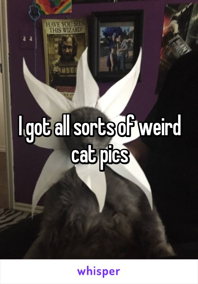 I got all sorts of weird cat pics