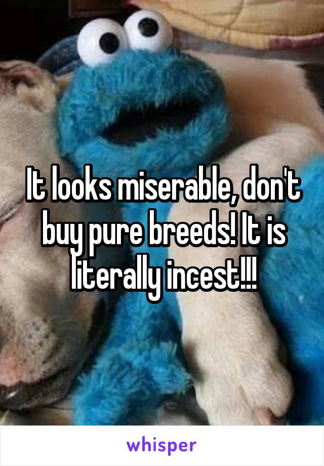  It looks miserable, don't buy pure breeds! It is literally incest!!!
