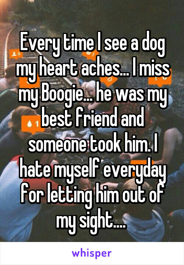 Every time I see a dog my heart aches... I miss my Boogie... he was my best friend and someone took him. I hate myself everyday for letting him out of my sight.... 