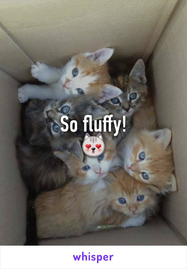 So fluffy!
😻