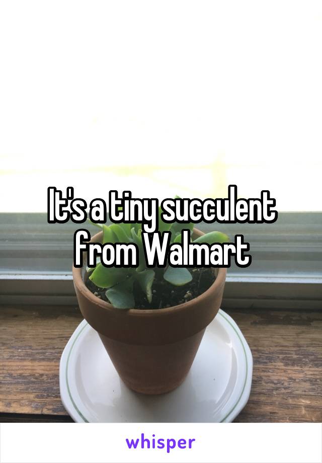 It's a tiny succulent from Walmart