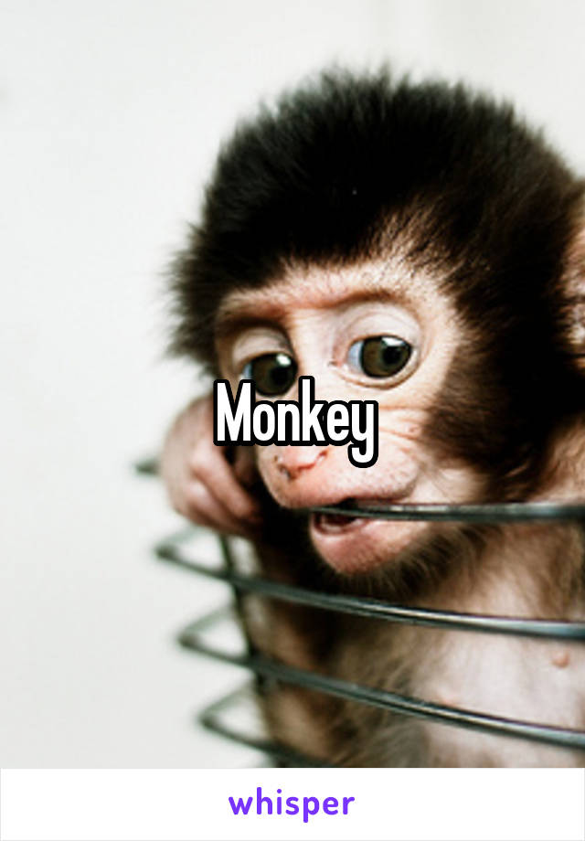 Monkey