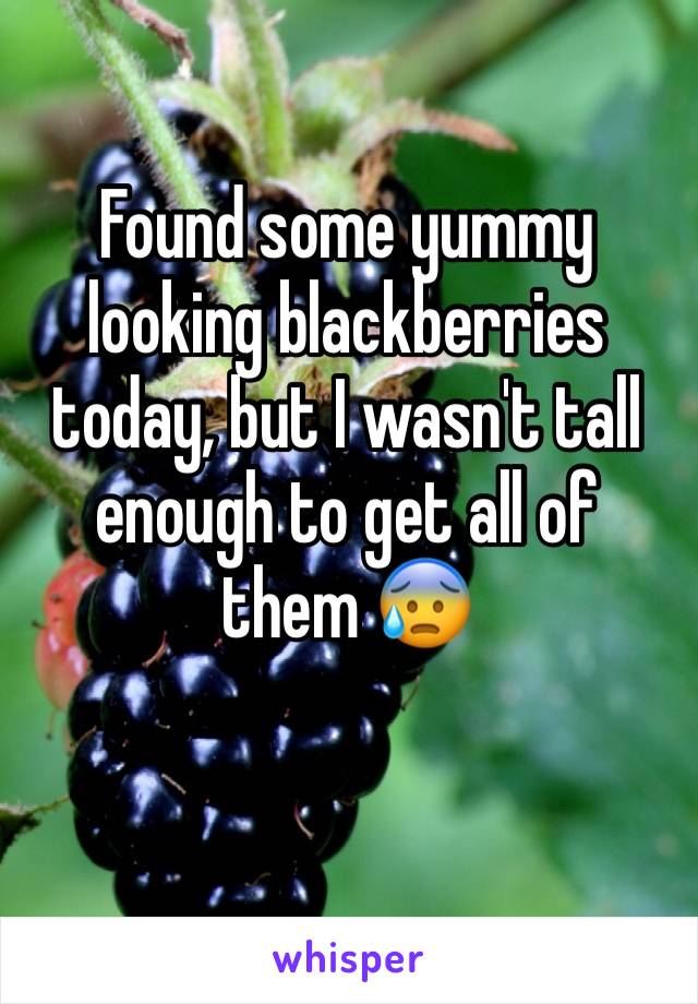 Found some yummy looking blackberries today, but I wasn't tall enough to get all of them 😰