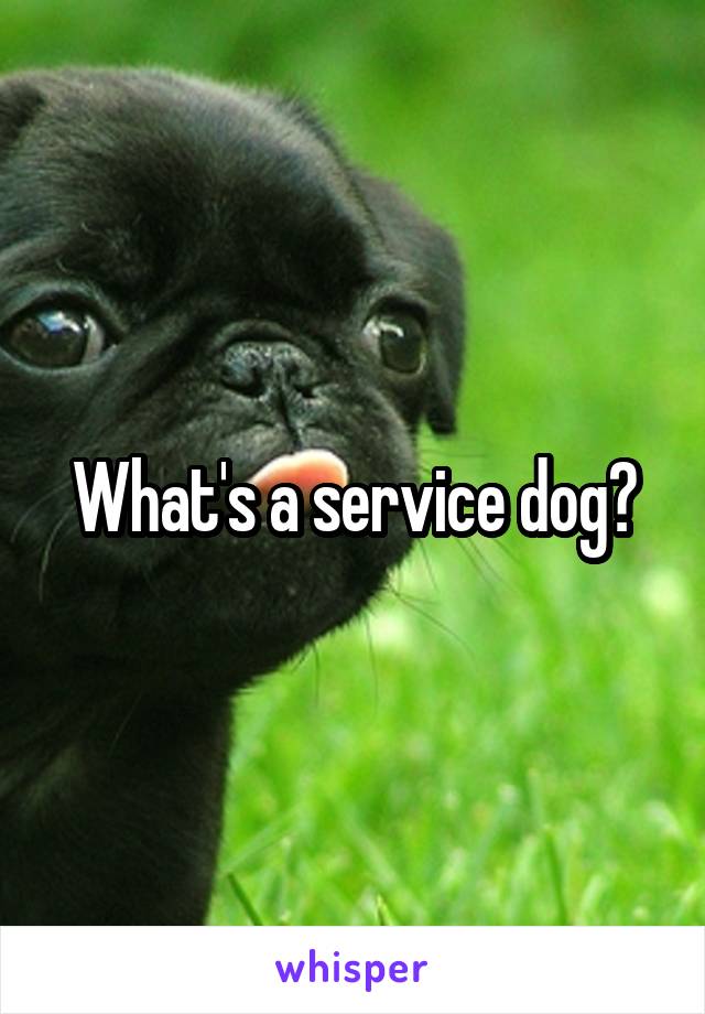 What's a service dog?
