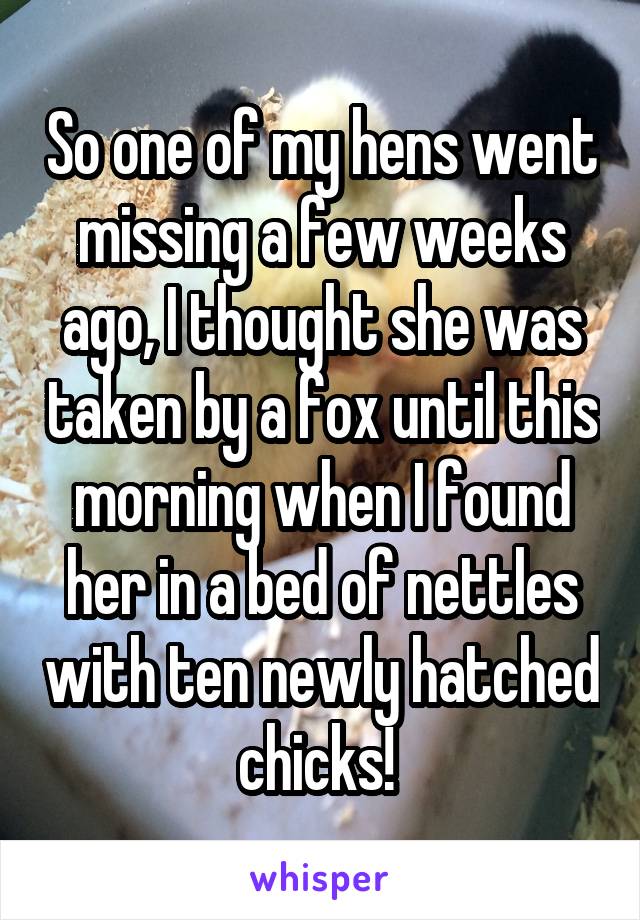 So one of my hens went missing a few weeks ago, I thought she was taken by a fox until this morning when I found her in a bed of nettles with ten newly hatched chicks! 