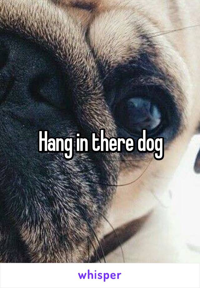 Hang in there dog