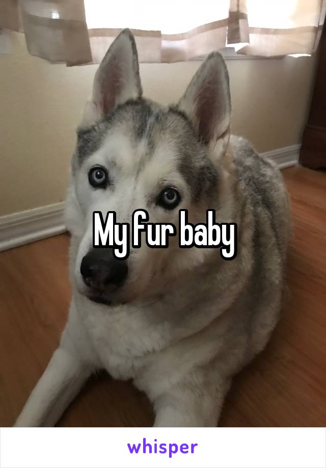 My fur baby