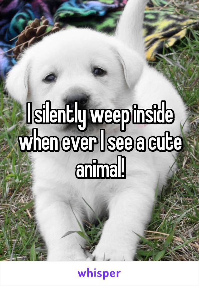 I silently weep inside when ever I see a cute animal!