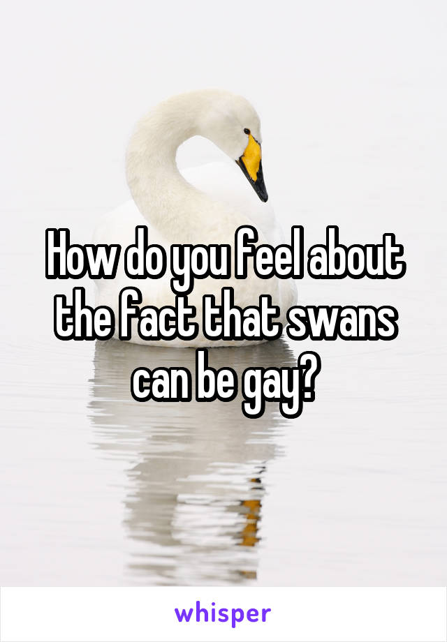How do you feel about the fact that swans can be gay?