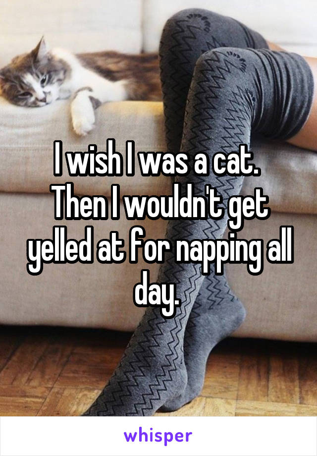 I wish I was a cat. 
Then I wouldn't get yelled at for napping all day. 