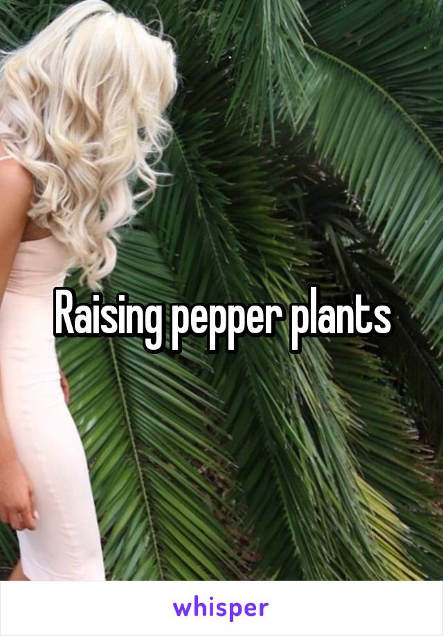 Raising pepper plants