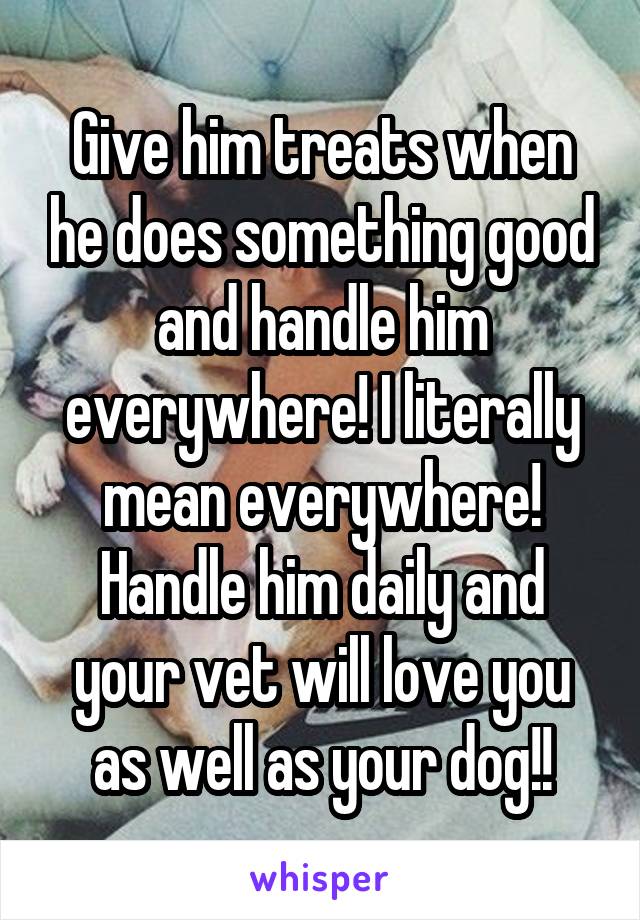 Give him treats when he does something good and handle him everywhere! I literally mean everywhere! Handle him daily and your vet will love you as well as your dog!!