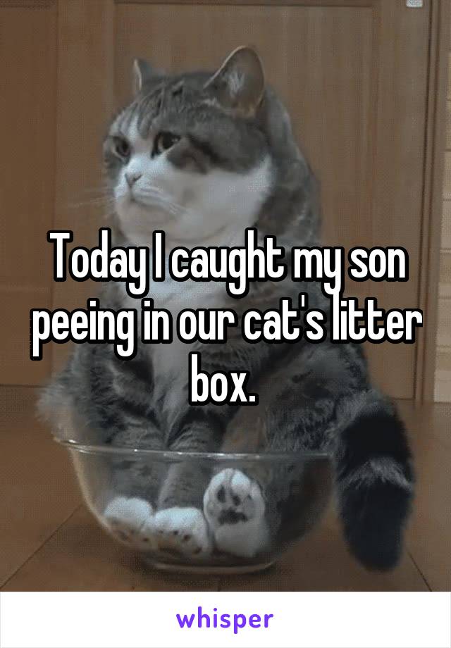 Today I caught my son peeing in our cat's litter box. 