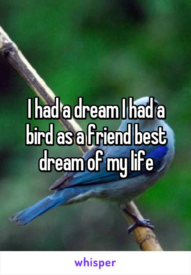 I had a dream I had a bird as a friend best dream of my life