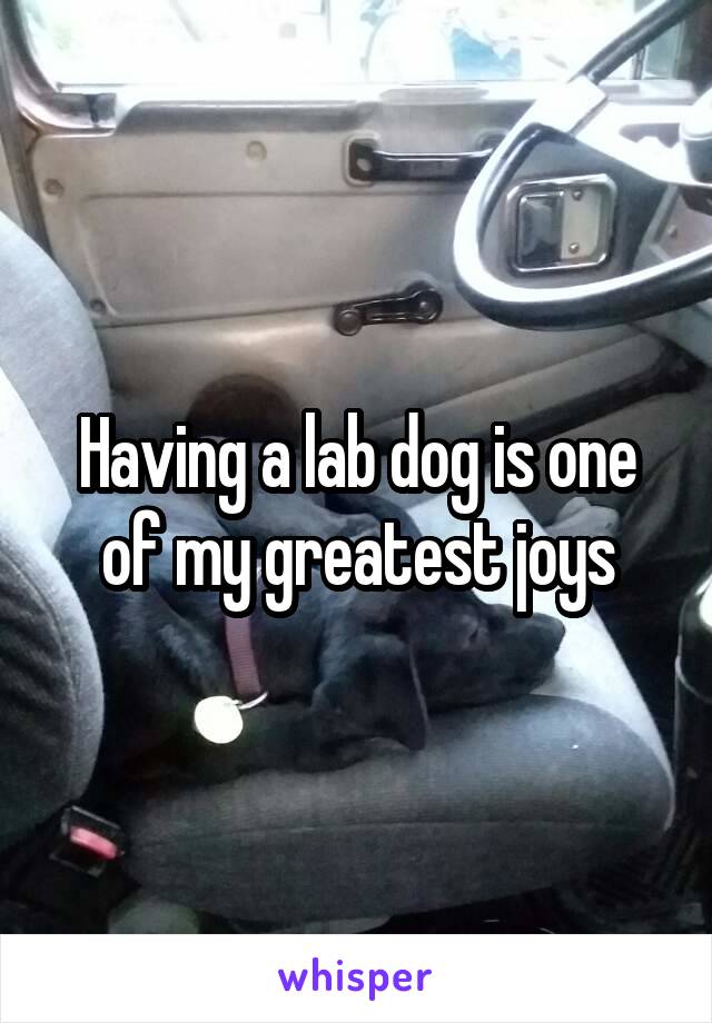 Having a lab dog is one of my greatest joys