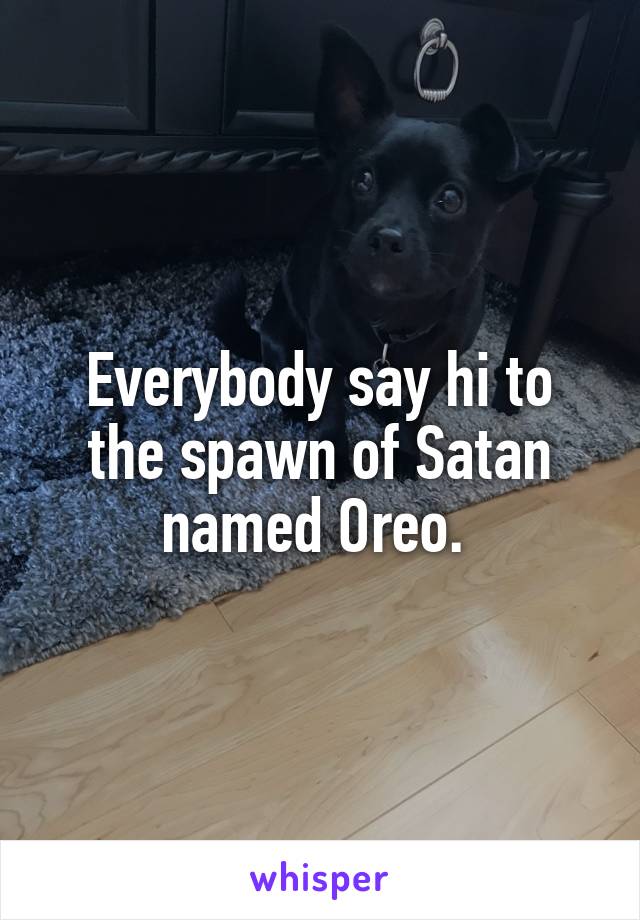 Everybody say hi to the spawn of Satan named Oreo. 