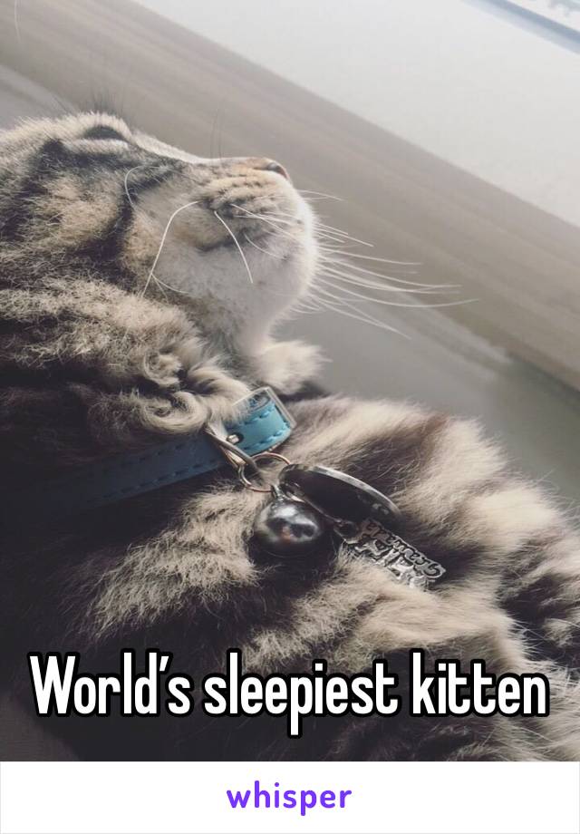 World’s sleepiest kitten