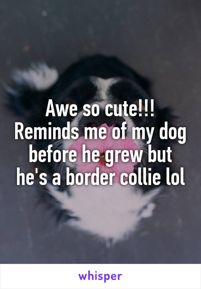Awe so cute!!! Reminds me of my dog before he grew but he's a border collie lol