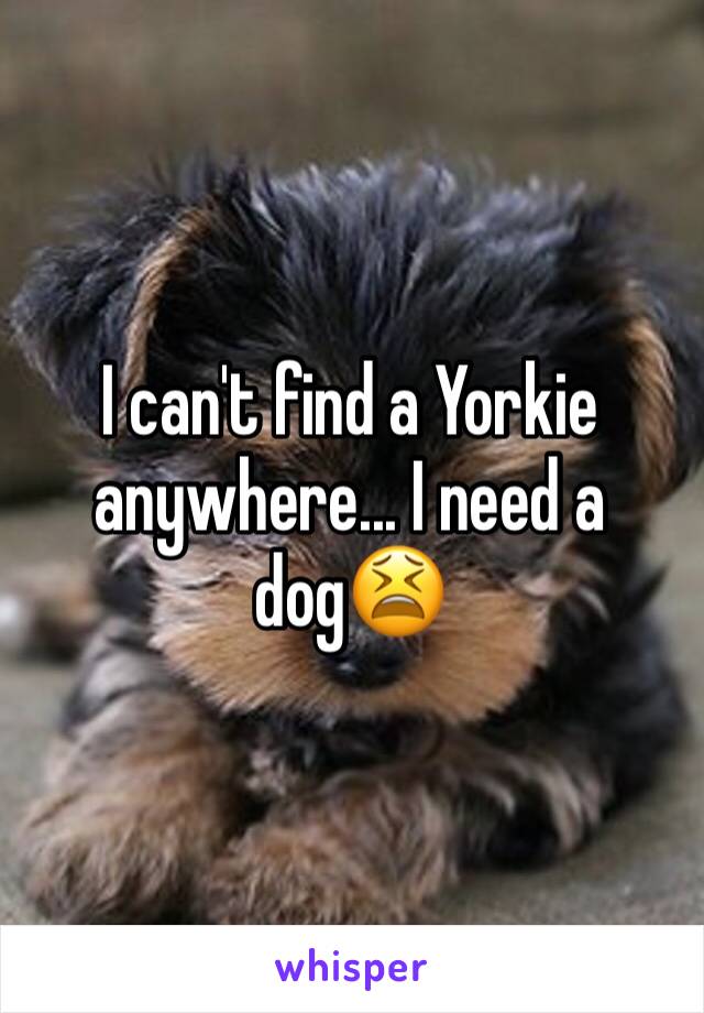I can't find a Yorkie anywhere... I need a dog😫