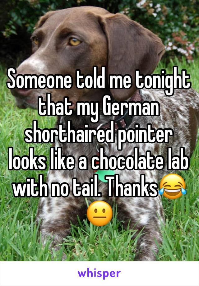 Someone told me tonight that my German shorthaired pointer looks like a chocolate lab with no tail. Thanks😂😐