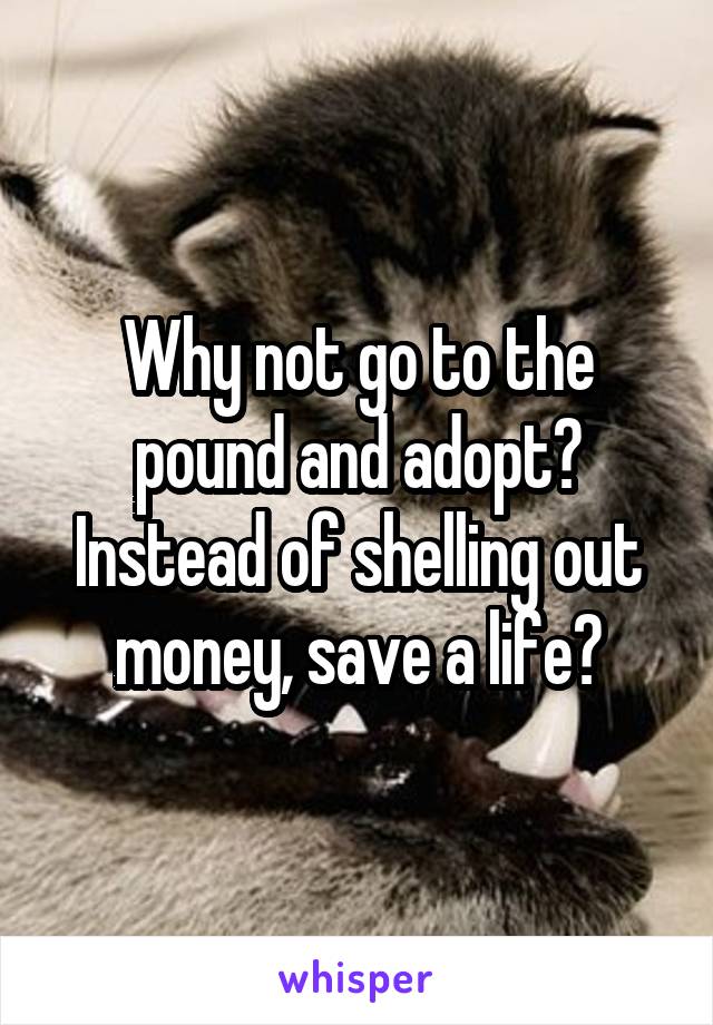 Why not go to the pound and adopt? Instead of shelling out money, save a life?