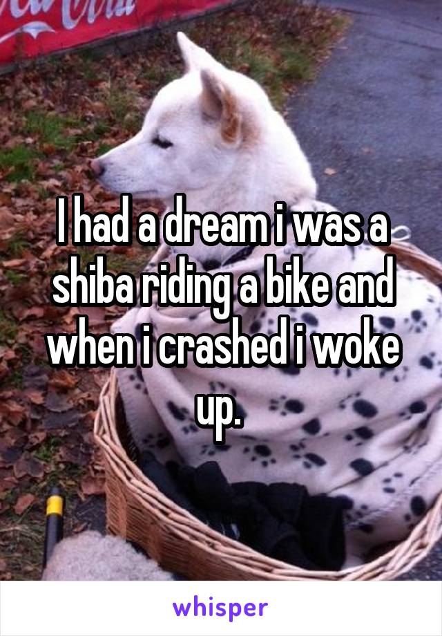 I had a dream i was a shiba riding a bike and when i crashed i woke up. 