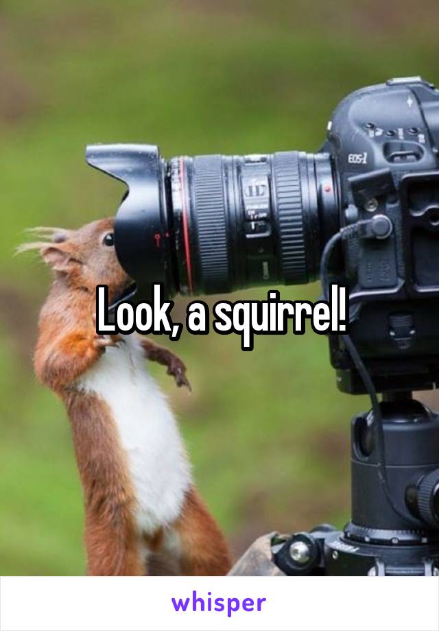 Look, a squirrel!