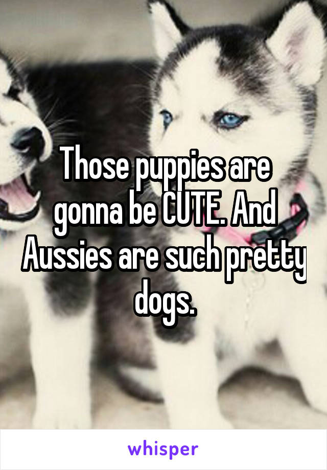 Those puppies are gonna be CUTE. And Aussies are such pretty dogs.