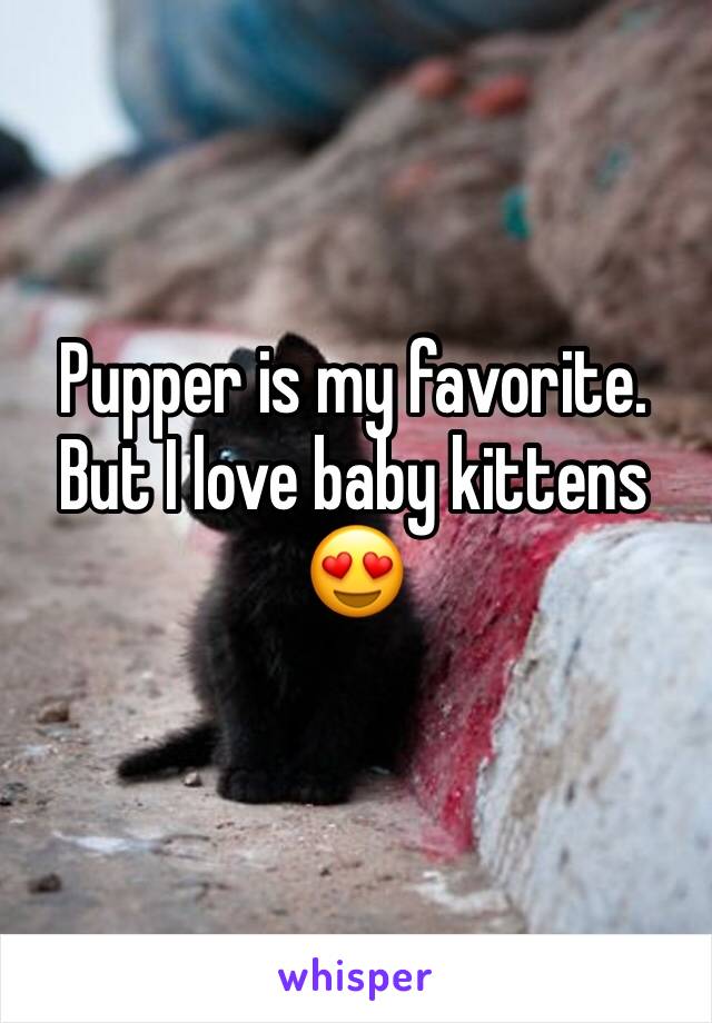 Pupper is my favorite. But I love baby kittens 😍