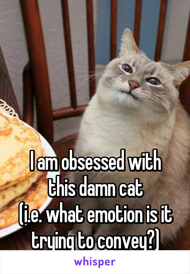 




I am obsessed with this damn cat
(i.e. what emotion is it trying to convey?)