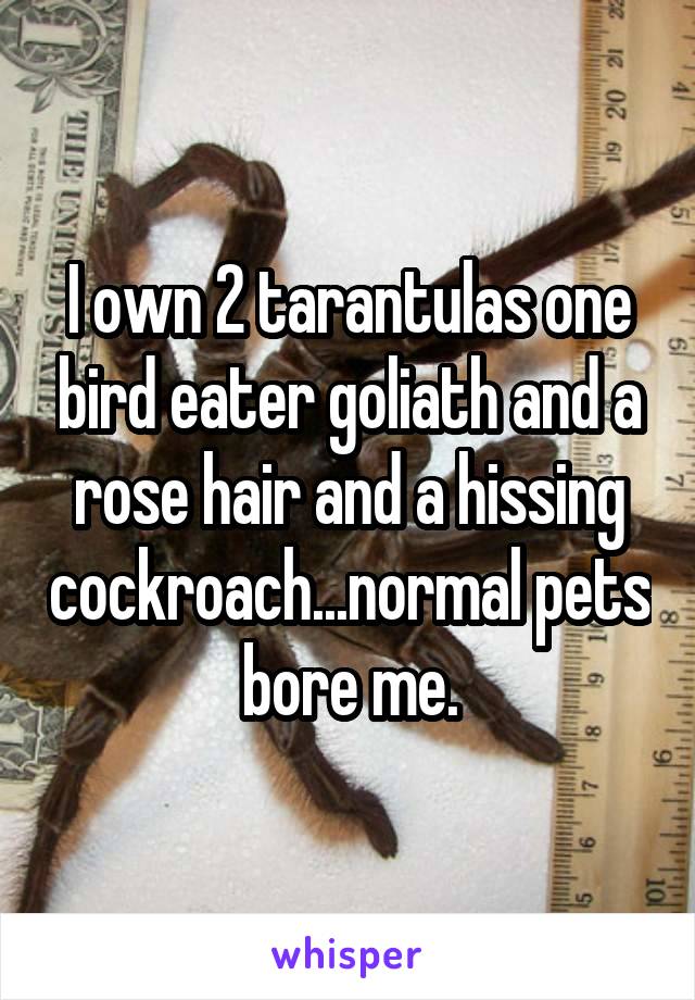 I own 2 tarantulas one bird eater goliath and a rose hair and a hissing cockroach...normal pets bore me.