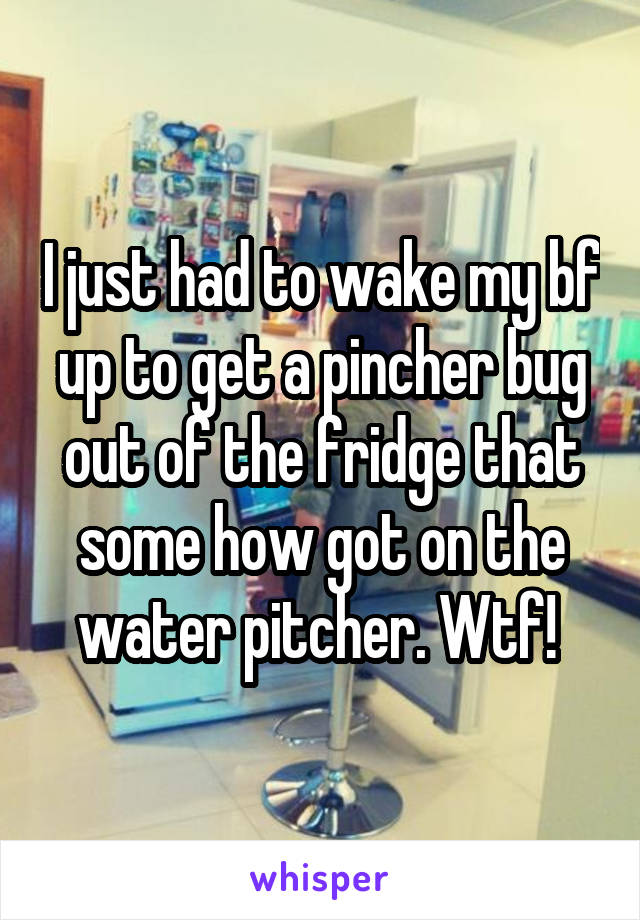 I just had to wake my bf up to get a pincher bug out of the fridge that some how got on the water pitcher. Wtf! 