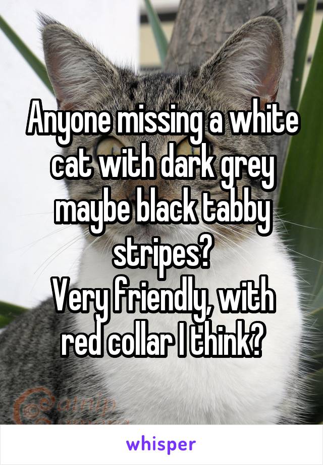 Anyone missing a white cat with dark grey maybe black tabby stripes?
Very friendly, with red collar I think?