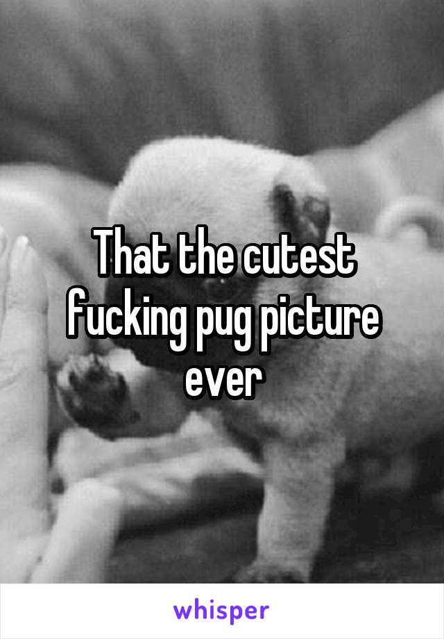 That the cutest fucking pug picture ever