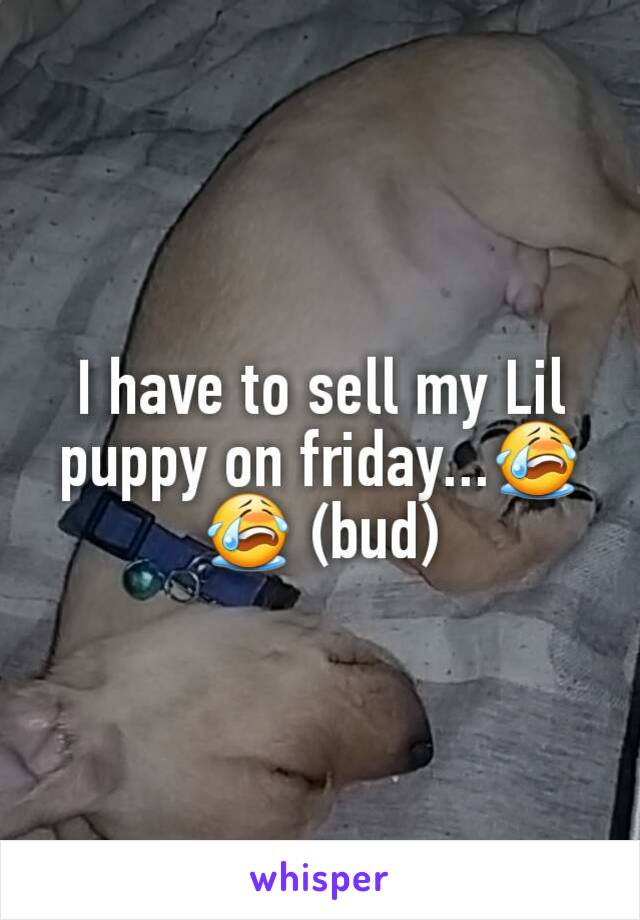 I have to sell my Lil puppy on friday...😭😭 (bud)