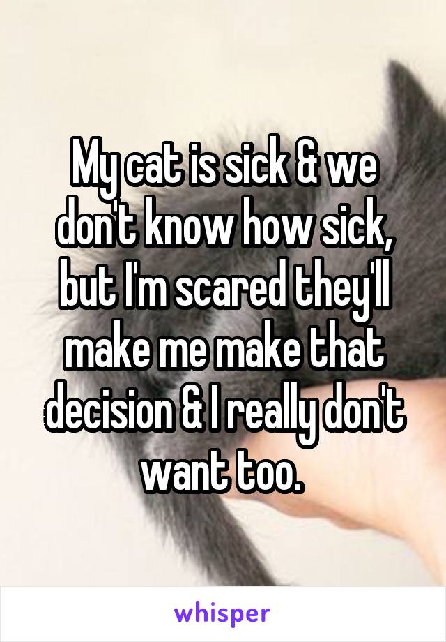 My cat is sick & we don't know how sick, but I'm scared they'll make me make that decision & I really don't want too. 