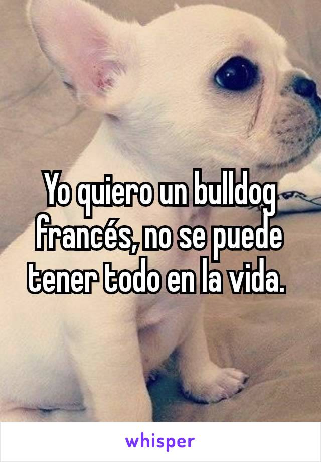 Yo quiero un bulldog francés, no se puede tener todo en la vida. 