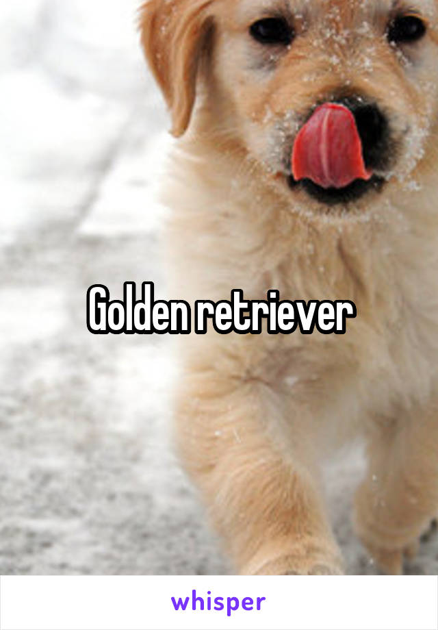 Golden retriever