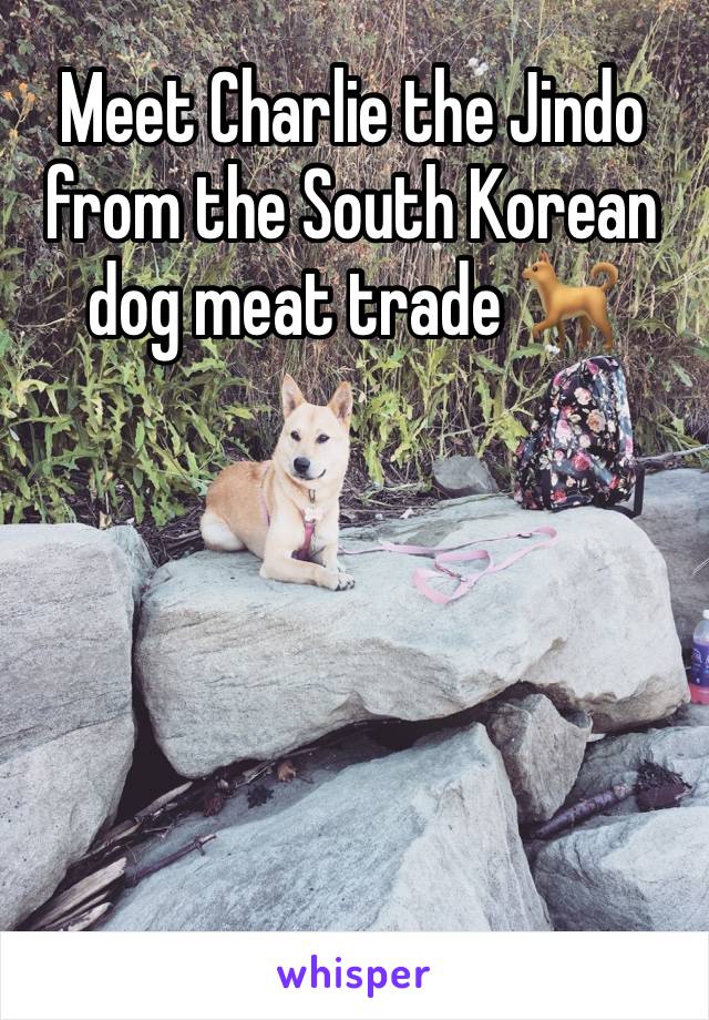 Meet Charlie the Jindo from the South Korean dog meat trade 🐕