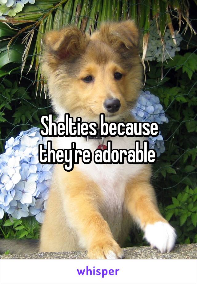 Shelties because they're adorable 