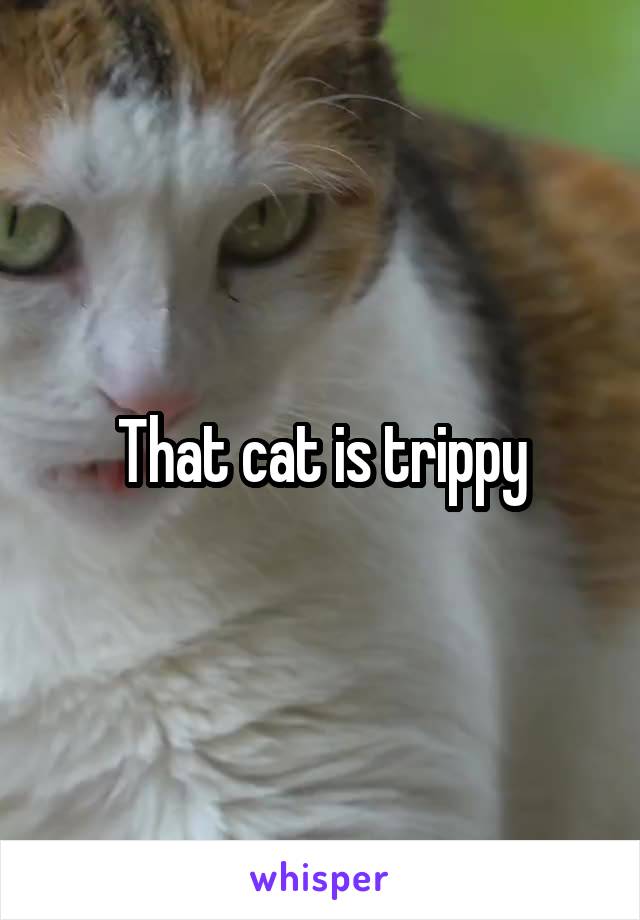 That cat is trippy